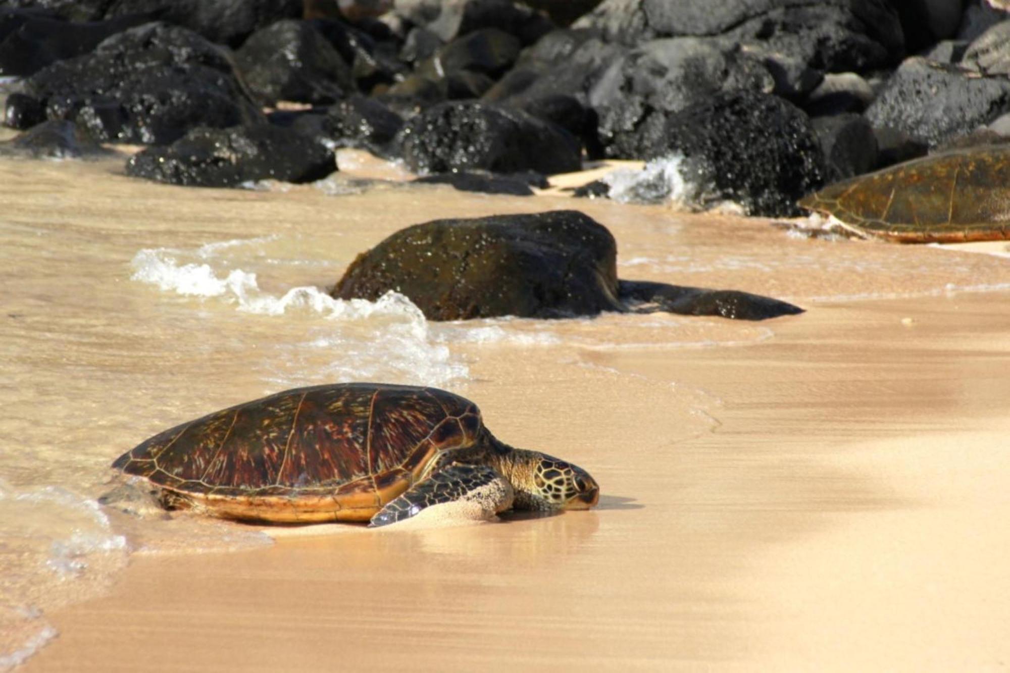 基黑Wailea Ekolu 1604别墅 外观 照片